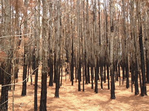 Fotos gratis paisaje árbol naturaleza bosque al aire libre