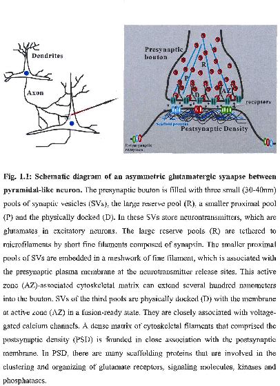 Supramodular Nature Of Neuronal Scaffolding Proteins Rare Special E