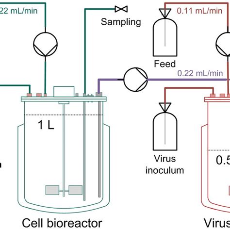 Overview Of Two Stage Bioreactor Setup For Continuous Virus