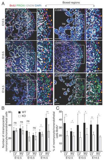 Ijms Free Full Text Ccbe1 Is Essential For Epicardial Function