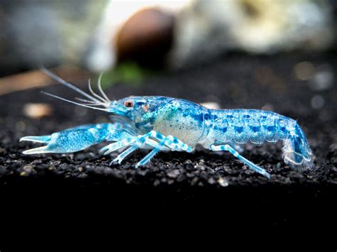 Blue Brazos Dwarf Crayfish (Cambarellus texanus "Blue") - Aquatic Arts