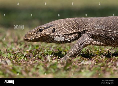 The Asian Water Monitor Varanus Salvator Also Called Common Water