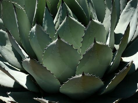 Agave Cuidados Caracter Sticas Siembra Riego Y Problemas