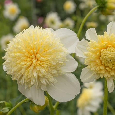 Platinum Blonde Dahlia Tuber Canada Deep River On Replanted Farm — Replanted Farm And Flowers