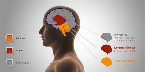 3 Cerveaux Pour 3 Fondements Cognitif Pédagogique Ludique Youbrain