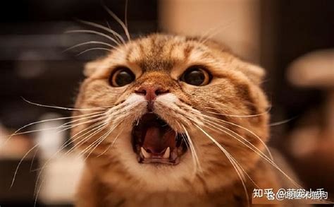 猫咪为何总爱咬主人“一口”，原来背后是这8大原因！ 知乎