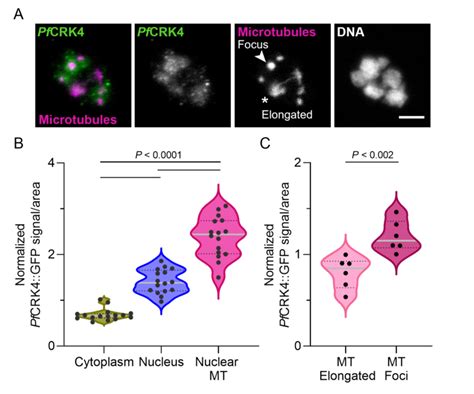 Pfcrk4 Localized Predominantly To Focal Microtubule Structures In The