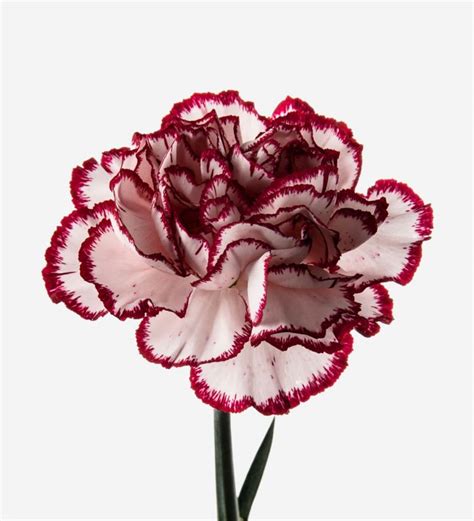 Carnation Bouquet