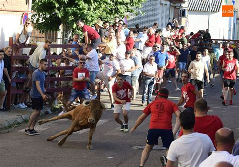 Concedido Pese A Las Zancadillas El Permiso Para La Suelta De Reses