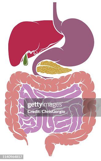 Human Anatomy Digestive System Tract Diagram High Res Vector Graphic Getty Images