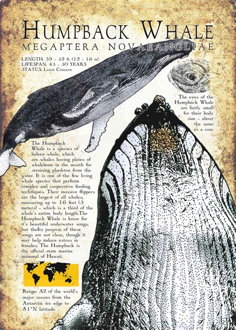 Humpback Whale Scientific Drawing