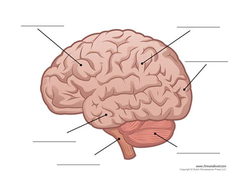 Human Brain Diagram – Labeled, Unlabled, and Blank – Tim's Printables