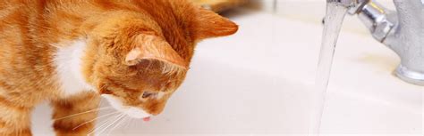 Dehydration in Cats: Symptoms, Risk Factors & Treatments