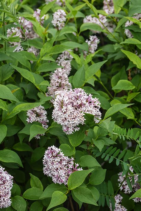 Baby Kim Lilac Syringa Smnsdtp In Winnipeg Whyte Ridge Lindenwoods