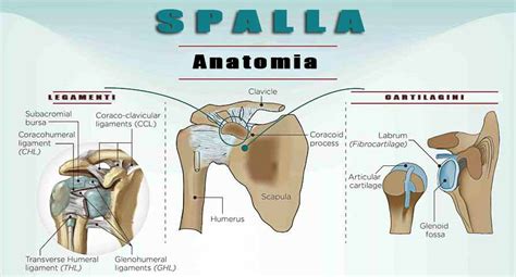 Dolore Alla Spalla Sinistra E Destra Sintomi Cause E Differenze