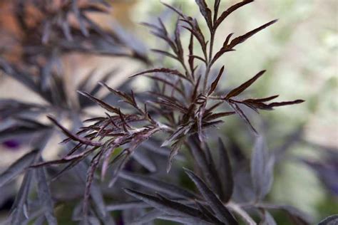 Sambucus nigra 'Black Lace' - BBC Gardeners World Magazine