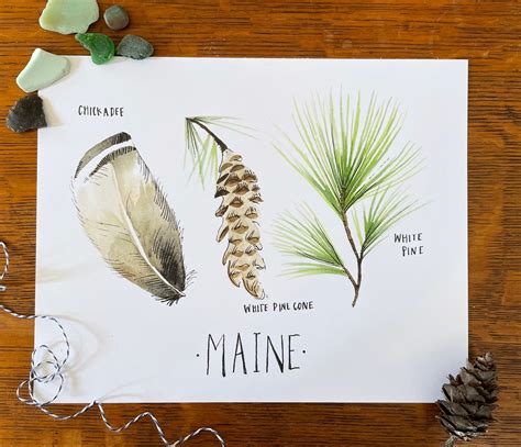 Maine State Flower State Tree State Bird Botanical Maine Art - Etsy