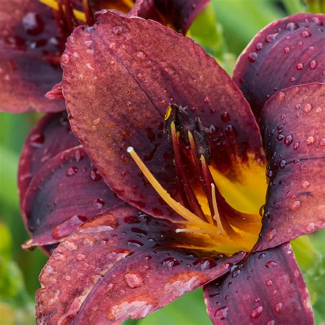 Szkółka Bylin Dobrepole Hemerocallis Sweet Hot Chocolate liliowiec ogrodowy