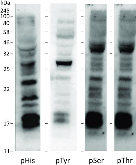 Western Blots Of 16hbe14o Cell Lysates Probed With Phosphoantibodies Download Scientific