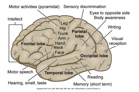 MSII M5 Neuro Flashcards Quizlet