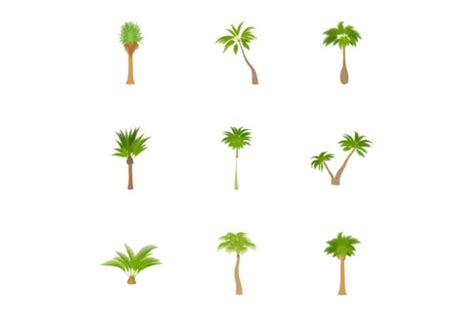 Different Palm Icons Set Cartoon Style Graphic By Ylivdesign