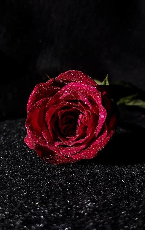 Dark Roses Wallpaper Hd Dark Pink Roses Hd With A Maximum Resolution Of