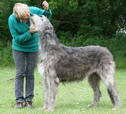 About the Irish Wolfhound