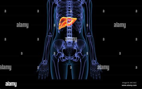 Human Liver Anatomy 3d Illustration Stock Photo Alamy