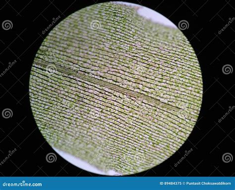 Aquatic Plant Cell Stock Image Image Of Microscopy Glowing 89484375