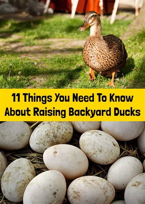 11 Things You Need To Know About Raising Backyard Ducks Backyard