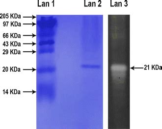 SDS PAGE Analysis Of Purified HOSP Lane1 Molecularweight Markers