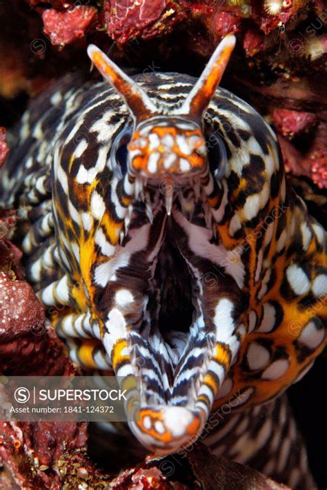 Leopard Moray Eel Enchelycore Pardalis Mirbat Oman Indian Ocean