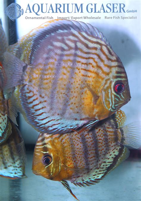 Symphysodon Aequifasciatus Royal Green Tef Aquarium Glaser Gmbh