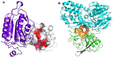 Creative Proteomics Streamlines Your Drug Development Process With Its