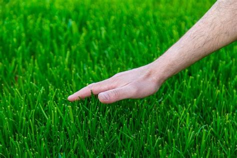 Premium Photo Lawn Grass And The Hand Of A Male Farmer Selective Focus