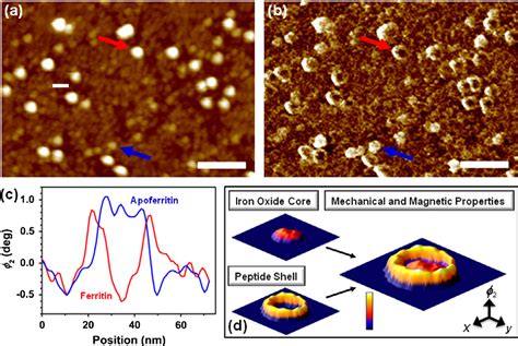 Figure 1 From Nanomechanical Mapping Of Soft Matter By Bimodal Force