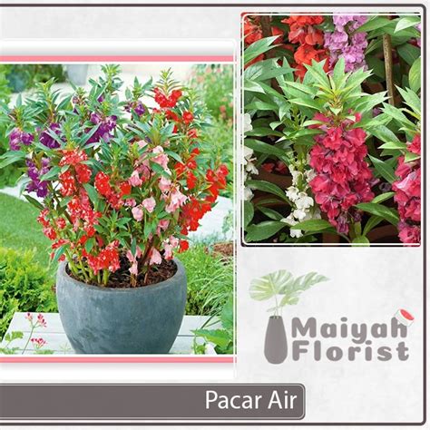 Jual Pacar Air Sudah Berbunga Impatiens Balsamina Tanaman Hias