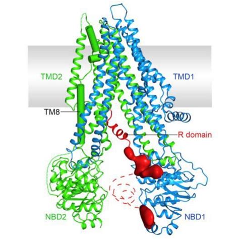 Cftr Immunology Reagents Creative Diagnostics