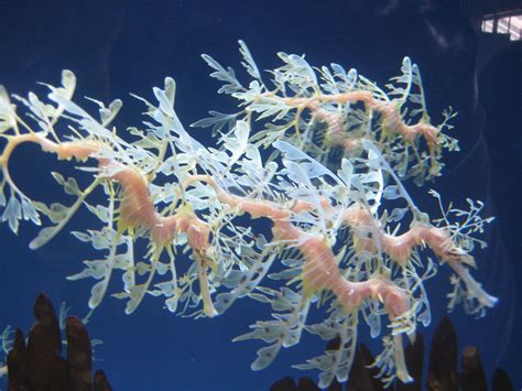 Amazing Leafy Dragon Seahorses For The Monterey Bay Aquarium Leafy