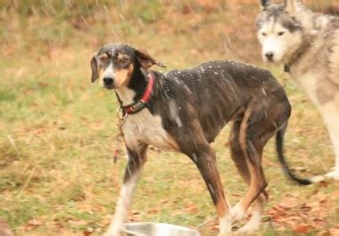 Eurohound (Husky X Pointer Mix) Dog Breed Info, Sled Racing, Pictures