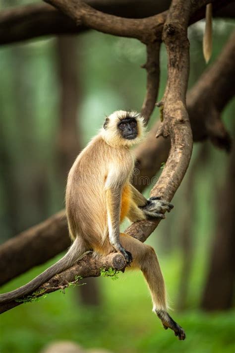 Mono Gris De Los Langurs La India Imagen De Archivo Imagen De Sentada