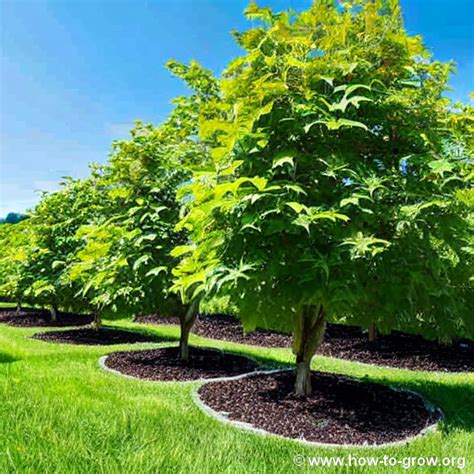 The Ultimate Guide On How To Grow Allegheny Chinquapin Chestnut Trees