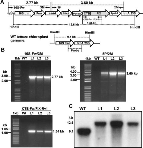 Ctb Fix Lettuce Chloroplast Expression Vector And Evaluation Of