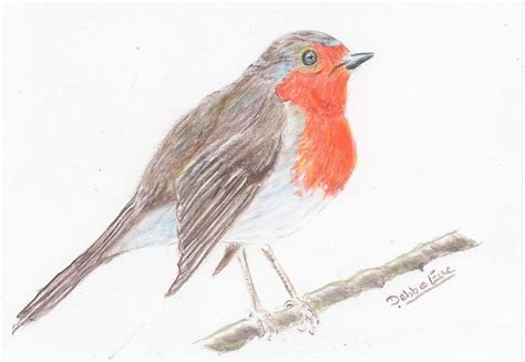 Robin Redbreast Drawing By Deborah Pain Fine Art America