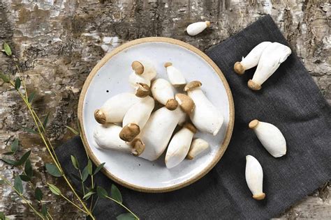 King Oyster Mushroom Pleurotus Eryngii Pleurotaceae Moisture