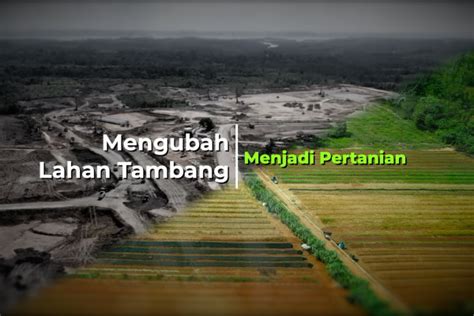 Mengubah Lahan Bekas Tambang Menjadi Lahan Pertanian Bagian 3 Antara News