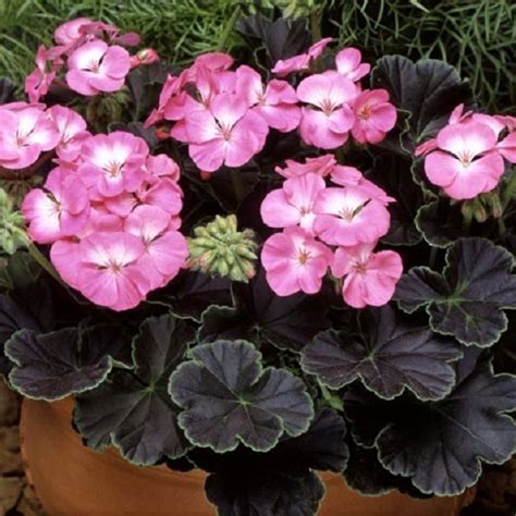 15 Geranium Seeds Black Velvet Rose Black Velvet Seeds And Rose