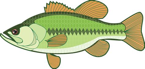 Perch,Tilapia,Seafood PNG Clipart - Royalty Free SVG / PNG