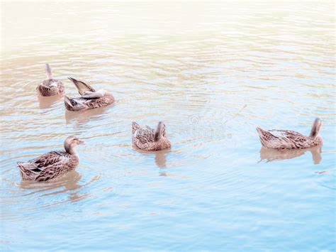 Una Bandada De Patos Grises Nada En Un Estanque Verde De Lodo En El