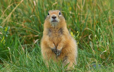 Gopher & Ground Squirrel Control In Ventura County, CA | Ventura Pest Control